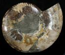 Bargain Cut Ammonite Fossil (Half) - Agatized #37154-1